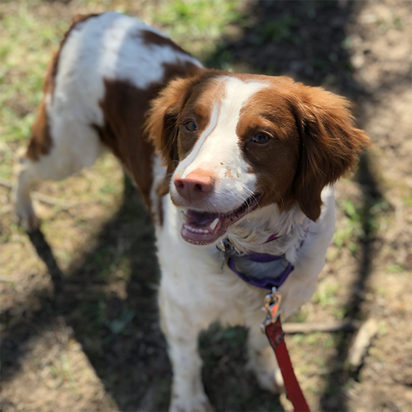 Brittany Spaniel