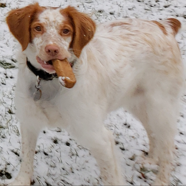 Brittany Spaniel