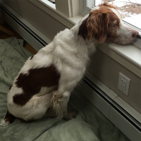 Brittany Spaniel